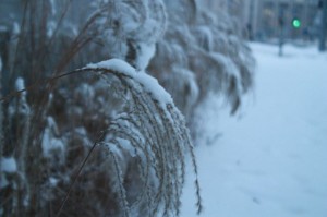 Frozen plants