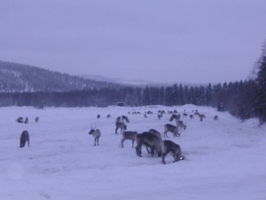 Towards the Polar Circle