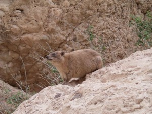 Ein Gedi inhabitant