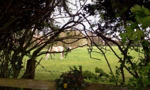 Cambridge horses