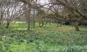 Daffodils