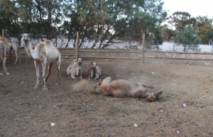 Camel having fun