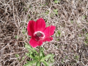 Poppy of North Israel