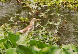 Chinese pond heron