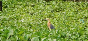 Javan pond Heron