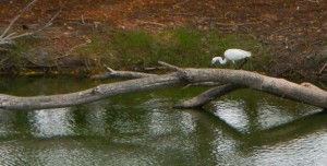 Little egret