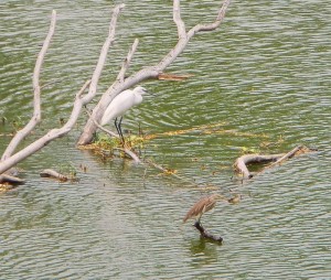 Little egret