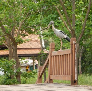 Openbill chilling