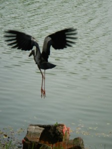 Openbill flying