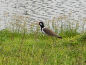 Red-wattled Lapwing