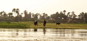 Nile cruise