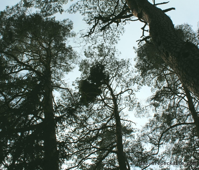 Raganos šluota ir drevėtas medis dešinėje
