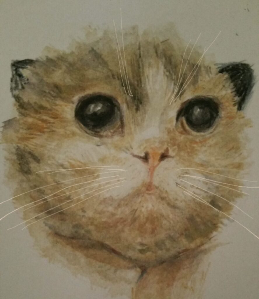 Cat portrait in watercolour pencils
