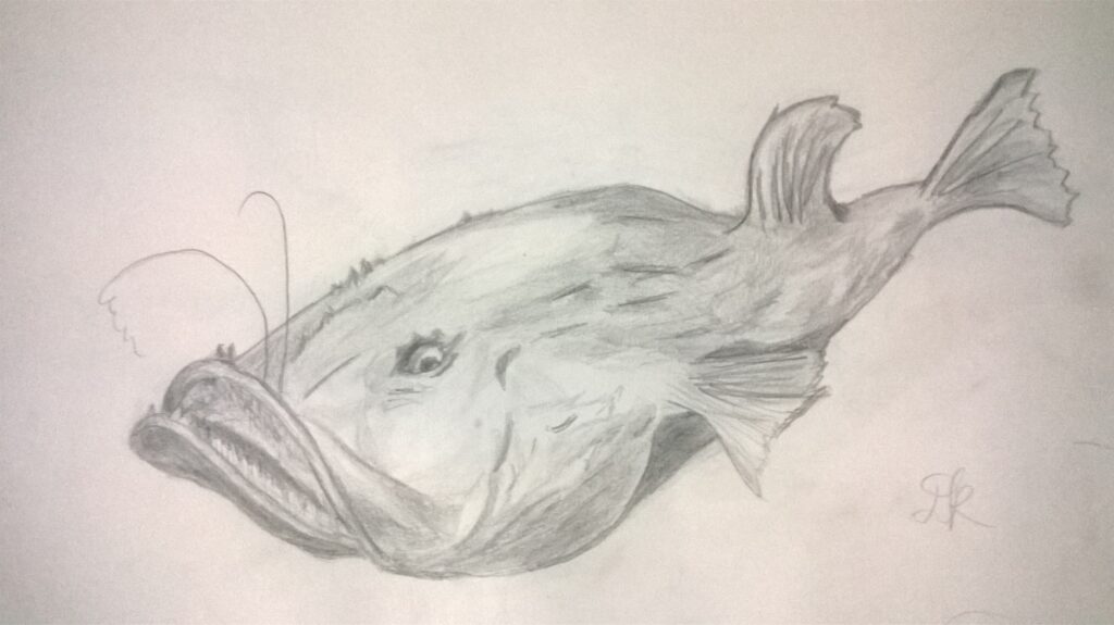 Fish drawn in pencil